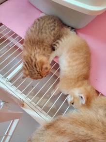 BSh Kitten 2 BULAN lebih