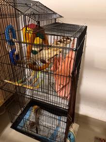sugar glider sepasang