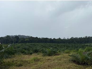 Tanah Pertanian 5 Ekar Freehold Untuk Dijual di Sedenak