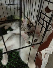 Anak-anak kucing percuma