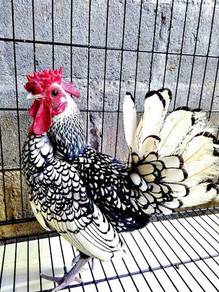 Ayam Batik Silver Sebright Bantam chick chicken 