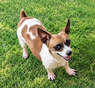 Jack Russell Terrier
