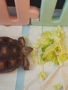 sulcata 