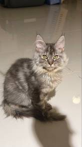 Silver Mainecoon Kitten