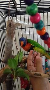red collared LORIKEET bird parrot 