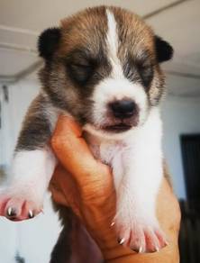 Rough Collie x Husky