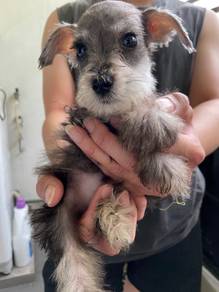 Miniature schnauzer