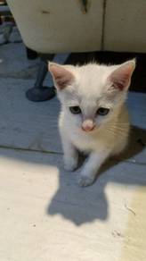 Kucing free