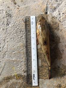 ikan ubi/ ketutu