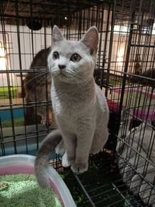 BSH Harga Runtuh