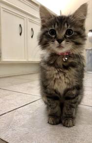 Persian Mainecoon Kitten