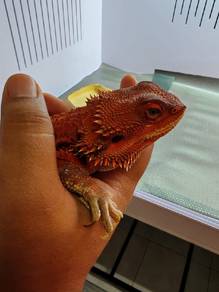 Bearded Dragon + Enclosure
