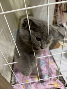 scotish fold mix bsh