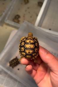 Leopard Tortoise 2inch with lisence