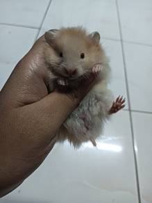 hamster syrian 