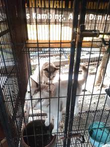 cat Adoption 