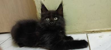 pure Breed Maine coons 