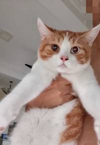 NEGO male British shorthair short hair bsh odd eye