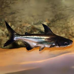 Anak Paroon Shark 2-3cm | Ikan Monster Hiasan | CO