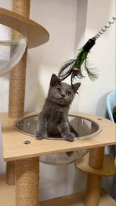 British Shorthair Female Kitten PROMO