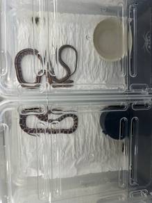Cornsnake