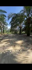 Agricultural-Land-for-sale-Pontian-Johor