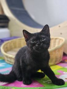 BSH kitten