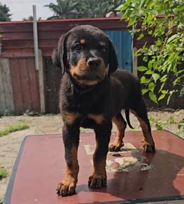 Rottweiler