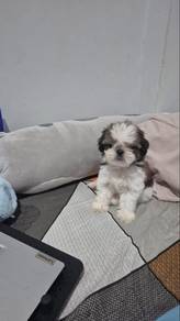 Shihtzu