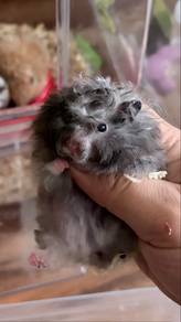 hamster syrian big bone