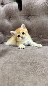 Female Bsh Golden NY12