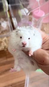 hamster syrian big bone