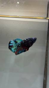 ikan laga avatar