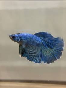 ikan laga blue halfmoon