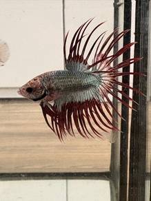 ikan laga ct