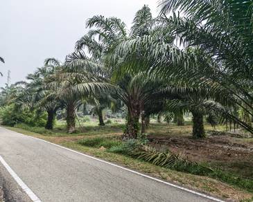 Tanah Sawit 2.8 Ekar Untuk Dijual!

