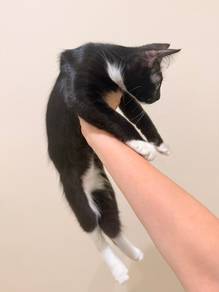 FREE Adopt Male Kitten