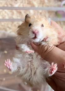 hamster big bone