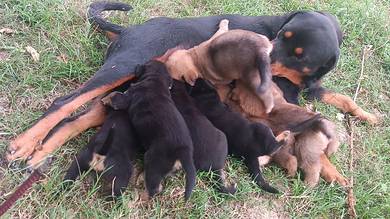 rottweiler mix puppies 