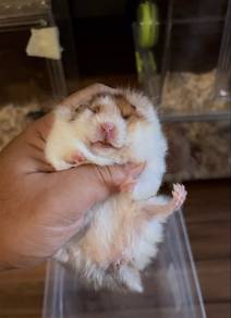 hamster big bone