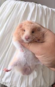 hamster big bone