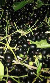 Anak pokok buah Keriang Dot