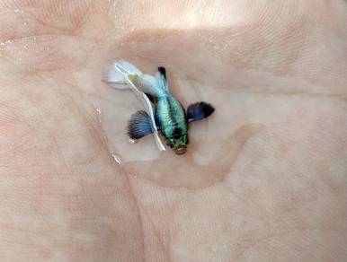 ikan guppy dumbo white short body 