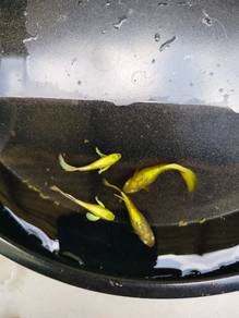 ikan guppy full gold 