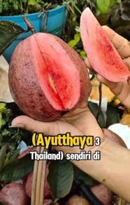 Pokok Jambu Merah Ayyuthaya 3