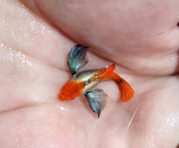 ikan guppy dumbo koi Sb
