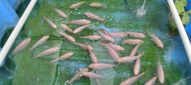 Tilapia Merah