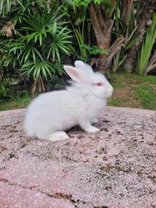 Arnab Lionhead White cute ❤️❤️❤️DOE 2mth