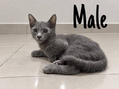 Domestic Medium Hair Kitten For Sale