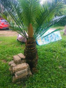 Pokok Paku Aji Untuk Dijual